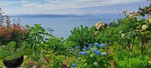 a field of plants with a view of the water at Boseong Deukryangman Pension in Boseong +6 photos