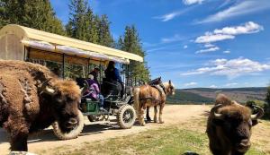 Zvířata v prázdninového domu nebo okolí + 26 fotografií