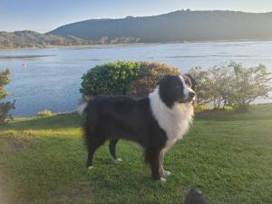 a black and white dog standing in the grass by the water at Akkerhuys Guest House & Tours in Sedgefield +2 photos
