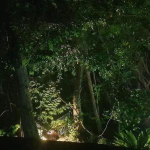 a group of trees and a bench in a forest at Budget Room By Green House Resort in Sigiriya