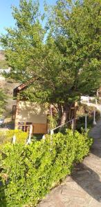 a house with a tree in front of it at Paradise Village Resort in Shimla