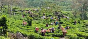 Zvířata v ubytování v soukromí nebo okolí + 3 fotografie