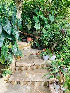 a set of stairs with potted plants on them at Shalom place in Bandarawela