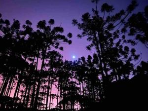 a group of trees in front of a purple sky at Cantinho da Bubu in Gonçalves