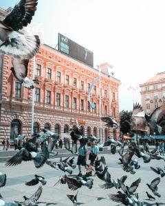 a flock of pigeons on a city street with buildings at Flexible SelfCheckIns 29 - Zagreb - Garage - Loggia - New - Apartments Repinc in Zagreb +29 photos