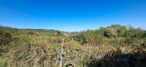 a grassy hill with trees and a blue sky at Jur Georgious in Svätý Jur +7 photos