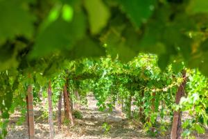 a row of green vines in a vineyard at Charming Boutique B&B Hotel in Villalfonsina