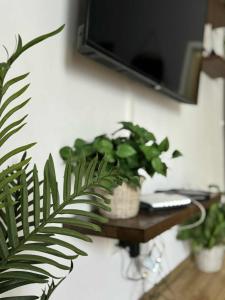 a plant sitting on a table next to a wall at napartmentss in Pristina +4 photos