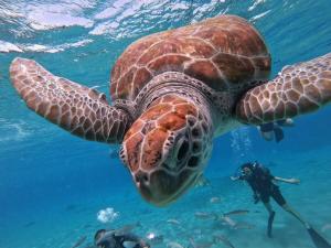 une personne nageant à côté d'une tortue dans l'eau dans l'établissement Ocean Park Beach Apart 1, à San Juan
