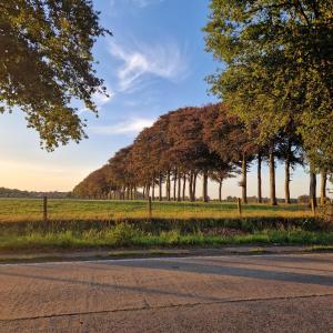 a row of trees on the side of a road at Bos-en-Veld in Wingene +9 photos