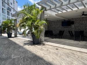 a palm tree in a large pot on a patio at "Paco's Depa" friendly & family apartment in Guadalajara