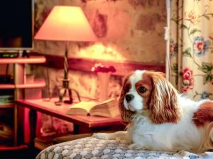a small dog laying on a bed next to a desk at in southern France La Bastide in Saint-Julien-de-Peyrolas