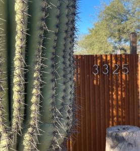 a saguaro cactus next to a wooden fence at Central House with Pool & Hot Tub in Tucson