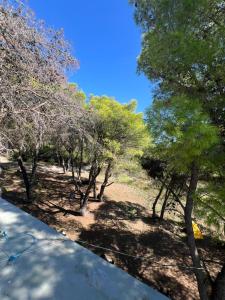 Darëzeza e ReVjosa River Rooms的一组背景蓝天的树 更多11张照片