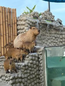 Animale la sau în apropiere de acest complex