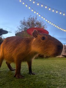 un petit rongeur avec un frisbee sur la tête dans l'établissement Capybara Zen Resort And Spa, à Ban Mae Pong