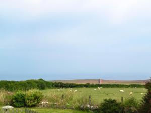 a herd of sheep grazing in a field at Honeysuckle in Delabole +11 photos