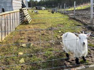 a white goat in a field behind a fence at Honeysuckle Bale Cabin - Uk49073 in Ballindalloch +11 photos