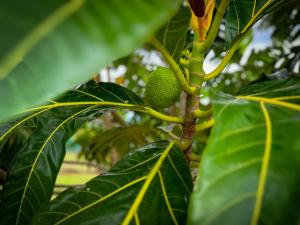 Photo de la galerie de l'établissement Villa Armony Zen, Havre de Paix, à Lamentin 33 autres photos