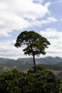 a tree sitting on top of a hill at Apto Aconchegante Na Cidade do Café in Brejetuba