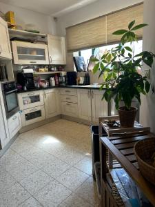a kitchen with a potted plant in the middle at Tal Shahar Extension in Tal Shaẖar