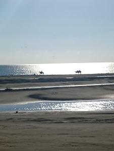 a beach with a bird flying over the water at Cartagena Hostel in Cartagena de Indias