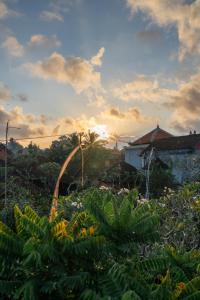 a field of bananas with the sunset in the background at NEW Cozy, Smart, Renovated Flat Western Standard in Ubud