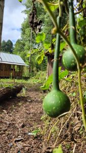 a bunch of green vegetables hanging from a tree at The Wooden Haven Dorm & Rooms for Ziro Music Festival in Ziro