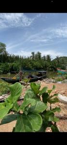 una planta verde frente a un cuerpo de agua en Phan House, en Hà Tiên