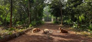 two cows laying on a dirt road in a forest at Niribili Homestay in Lodhāsuli +6 photos