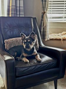 Et eller flere kæledyr der bor med gæster på Pinfold Cottage, Dog Friendly Yorkshire Coast & Countryside