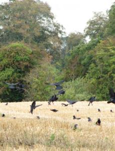 a flock of birds flying over a field at Rolestown Farm in Swords +9 photos