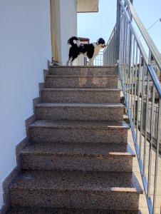 Φωτογραφία από το άλμπουμ του Mara's & Toby's house σε San Giovanni