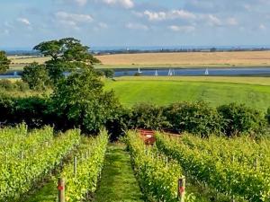 a green field with a row of vines at Holly No2 - Uk49254 in Althorne