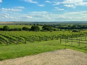 a field of green grass with a fence and vines at Holly No2 - Uk49254 in Althorne +2 photos