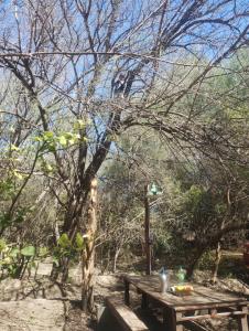 a picnic table under a tree in the woods at Casa Rodante y Camping Los Retoños in San Marcos Sierras