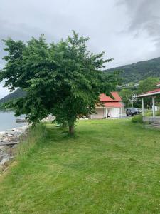 a tree in the grass next to a house at Charming house by the fjord in Utvik