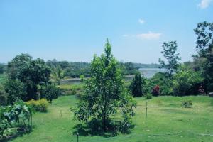 a garden with a tree in the middle of a field at Bao Loc Lakeview Villa Garden in Bao Loc +1 photo