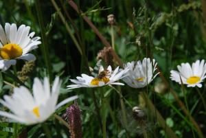 Galería fotográfica de Arnica 4 en La Punt-Chamues-ch