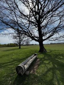 a bench sitting in the grass under a tree at Casa Venus in Campina
