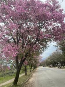 La PorteñaにあるLomas Azulの道路脇のピンクの花の木
