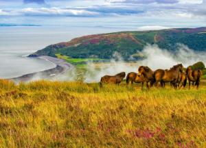 a herd of horses standing on top of a hill at 3 Bed in Dulverton oc-t32975 in Dulverton