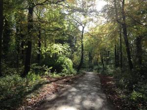 a dirt road in the middle of a forest at Cotswolds Retreat in Tewkesbury +67 photos
