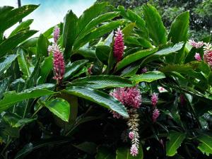 a plant with purple flowers and green leaves at Sonrisas del Arenal La Fortuna in Chachagua