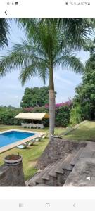 a palm tree sitting next to a swimming pool at Quinta las flores de Elizondo in Xochitepec