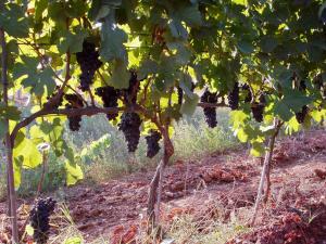 Zahrada ubytování Agriturismo Podere San Michele