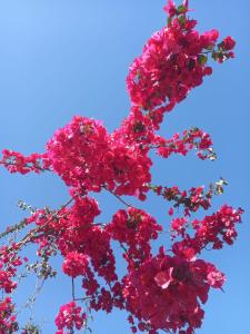 a bunch of pink flowers against a blue sky at Amanecer campestre junto al Ceibo. in Burzaco