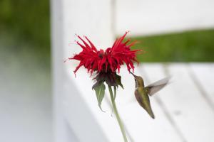 Fotografie z fotogalerie ubytování Hummingbird Bed and Breakfast v destinaci Clearwater
