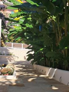 Gallery image of Villa Chrisanthi in Parga