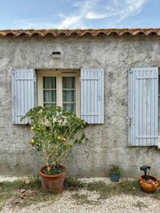a house with two windows and a plant in front of it at LaPetite Maison Abigail, Peaceful home in Avignon in Avignon
